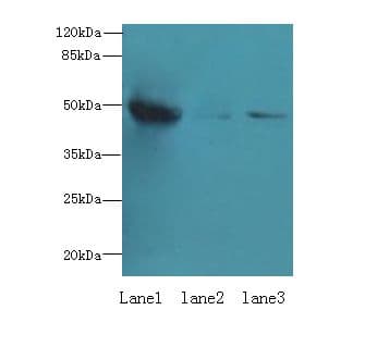 UXS1 Antibody