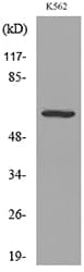 CD55 Antibody