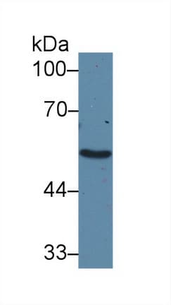 ADRA1A Antibody (aa330-466)