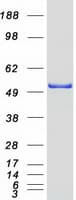 Human Selenium Binding Protein 1 (Recombinant Myc-DDK (Flag))