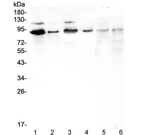 SP1 Antibody