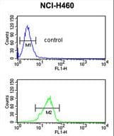 Polyclonal Rabbit anti-Human PITX1 Antibody (aa123-150, WB)