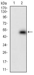 DNMT / DNMT1 Antibody (aa1448-1594, clone 7C11A2)