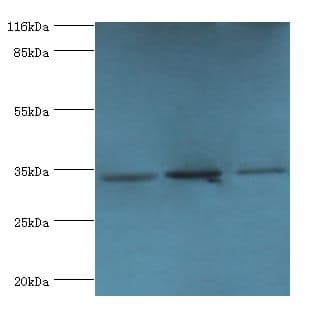 RPH3AL Antibody (aa1-315, Biotin)