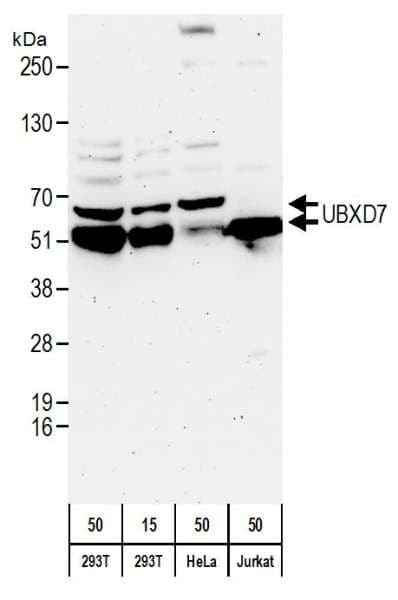 Polyclonal Rabbit anti-Human UBXD7 Antibody (aa439-489, WB)