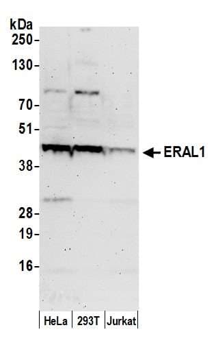 ERAL1 Antibody (aa75-125)