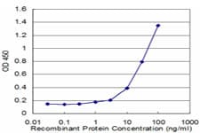 Monoclonal Mouse anti-Human RHOG / ARHG Antibody (clone 2E6, WB)