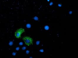Monoclonal Mouse anti-Human ANKRD53 Antibody (clone OTI1E1, IHC, IF, WB)