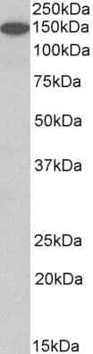 PathPlus™ Polyclonal Goat anti-Human CNTN1 / gp135 / Contactin 1 Antibody (aa858-870, IHC, WB)