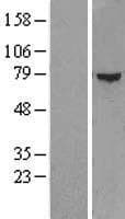 ZFP37 Protein (Over-Expression Lysate Myc-DDK (Flag))