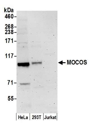 MOCOS / MoCo Sulfurase Antibody (aa838-888)