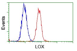 Monoclonal Mouse anti-Human LOX / Lysyl Oxidase Antibody (clone OTI6B11, IHC, IF, WB)