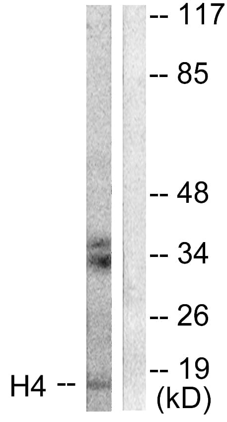 IHC-plus™ Histone H4 Antibody (aa15-64)