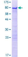 Human SPATS2L Protein (Recombinant GST)
