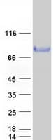 Human Nectin-1 / PVRL1 Protein (Recombinant Myc-DDK (Flag))