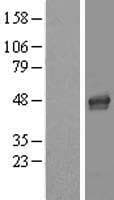 LASS4 Protein (Over-Expression Lysate Myc-DDK (Flag))