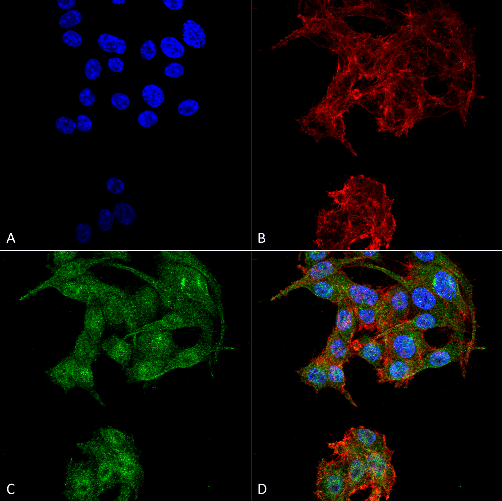 ATG4D Antibody (Atto 488)