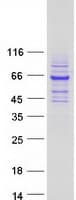 Human RTKN / Rhotekin Protein (Recombinant Myc-DDK (Flag))