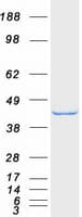 Human SH3GLB1 / Bif / Endophilin B1 Protein (Recombinant Myc-DDK (Flag))