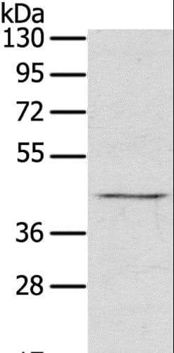 RASSF7 Antibody