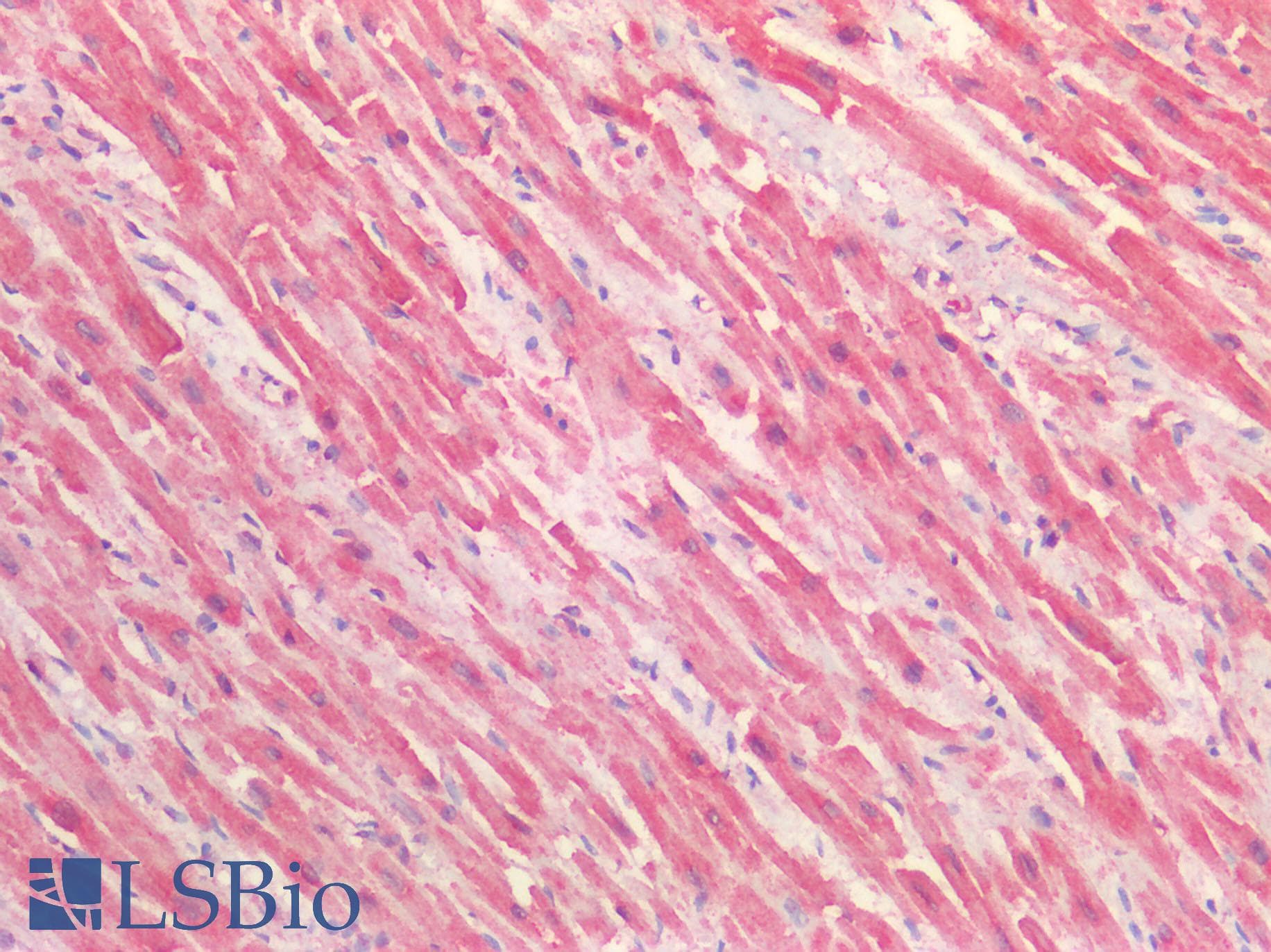 MAP4K3 / GLK Antibody