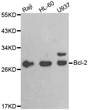 BCL2 / Bcl-2 Antibody
