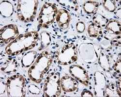 CISD1 Antibody (clone OTI4G3)