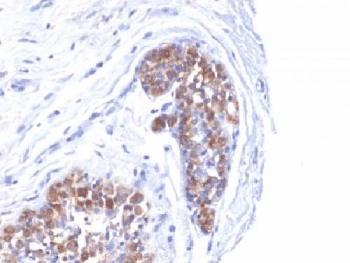 EMA / MUC1 Antibody (clone MUC1/520, Ready-to-Use)