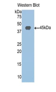 SIRT6 / Sirtuin 6 Antibody (aa1-355)