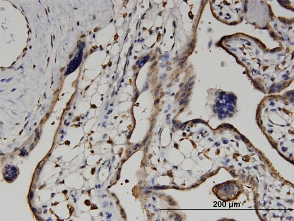 UPB1 Antibody (clone 3F12)
