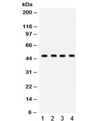 GJC2 Antibody