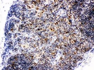 CTBP1 / CTBP Antibody