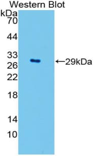 SOD3 Antibody (aa16-244)