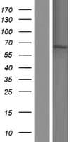 KLC1 / Kinesin Light Chain 1 Protein (Over-Expression Lysate Myc-DDK (Flag))