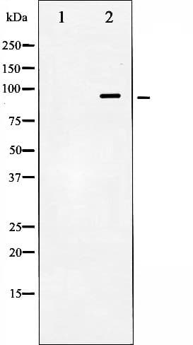 HSP90AB1 / HSP90 Alpha B1 Antibody