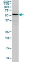 TULP2 Antibody (clone 2B5)