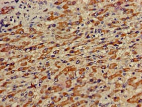 c-Met Antibody