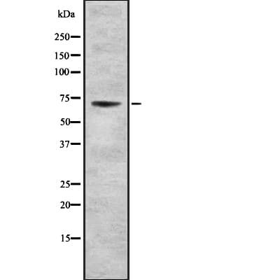 RAD21 Antibody