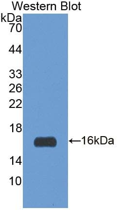 Irs3 Antibody (aa1-110, Biotin)
