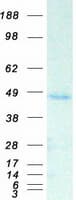 Human SAV1 / WW45 Protein (Recombinant Myc-DDK (Flag))