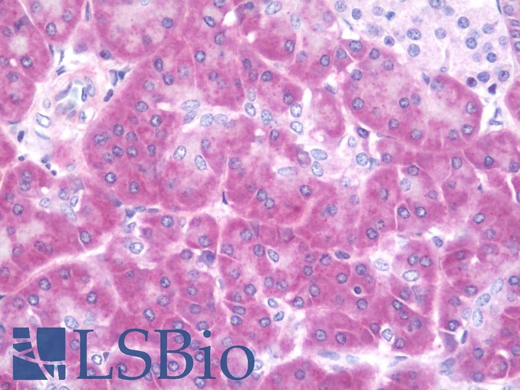 IHC-plus™ GNRH Antibody (aa11-60)