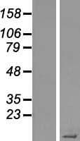 Statherin / STR Protein (Over-Expression Lysate Myc-DDK (Flag))