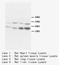 BCL10 / BCL-10 Antibody (clone BL-10, Sepharose)