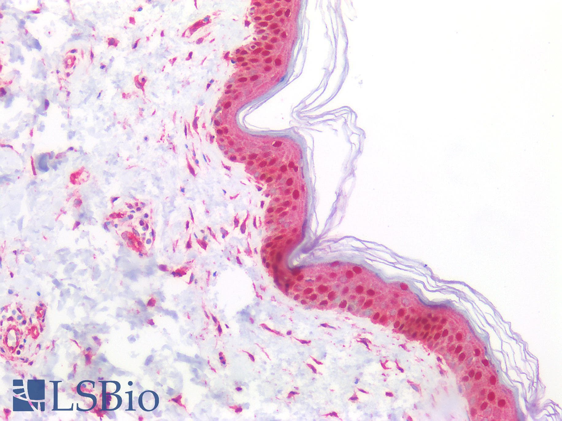 PathPlus™ Polyclonal Rabbit anti-Mouse MRE11A / MRE11 Antibody (IHC, WB)