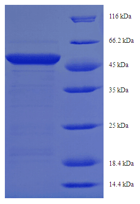 Mouse PSAT1 Protein (Recombinant His-SUMO)
