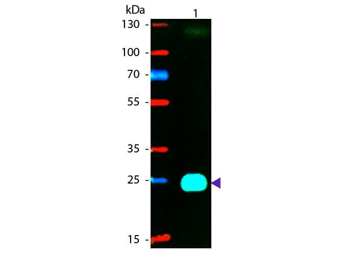 Goat Anti-Mouse IgG Fab'2 Secondary Antibody (RPE)