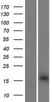 Human BET1 Protein (Over-Expression Lysate Myc-DDK (Flag))