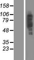 PLEKHA4 Protein (Over-Expression Lysate Myc-DDK (Flag))