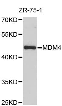 MDM4 / MDMX Antibody