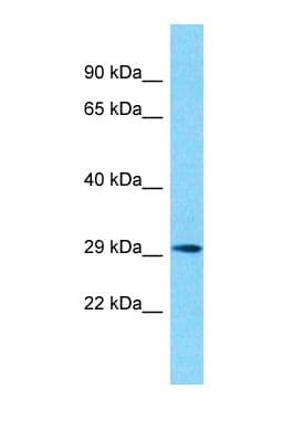 OR10G2 Antibody (C-Terminus)